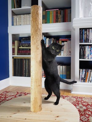Black cat scratching a natural cedar cat scratching post on a round wood base