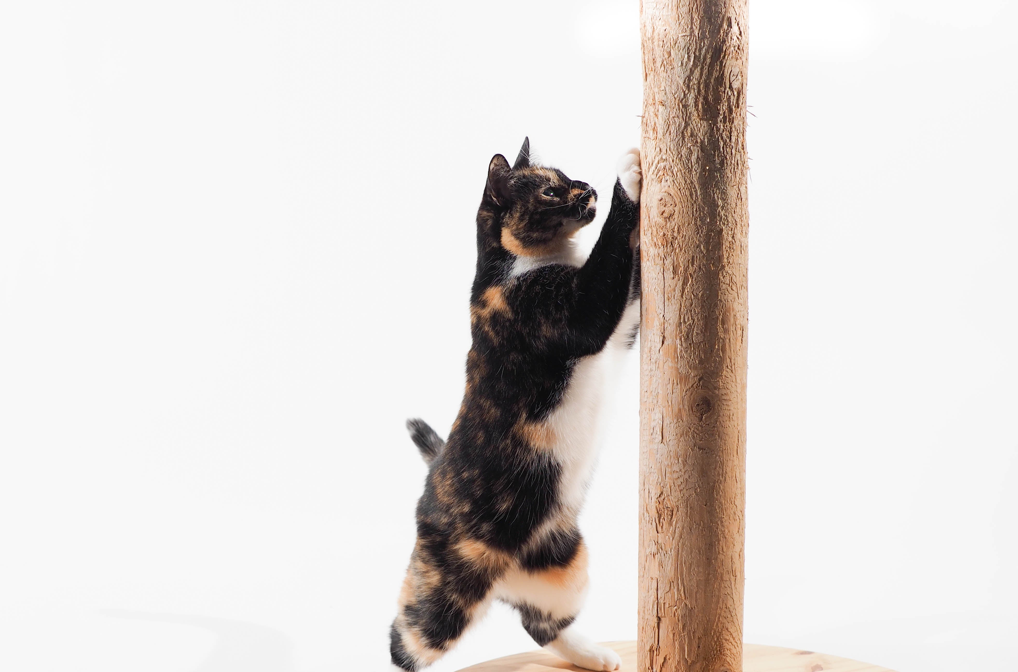 Cat on scratching outlet post